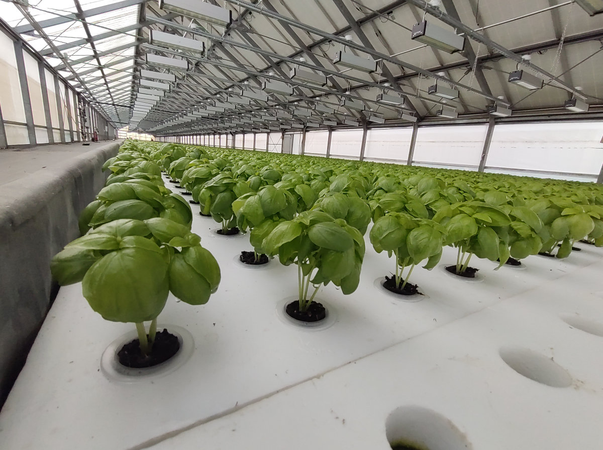 Basilico in serra floating system