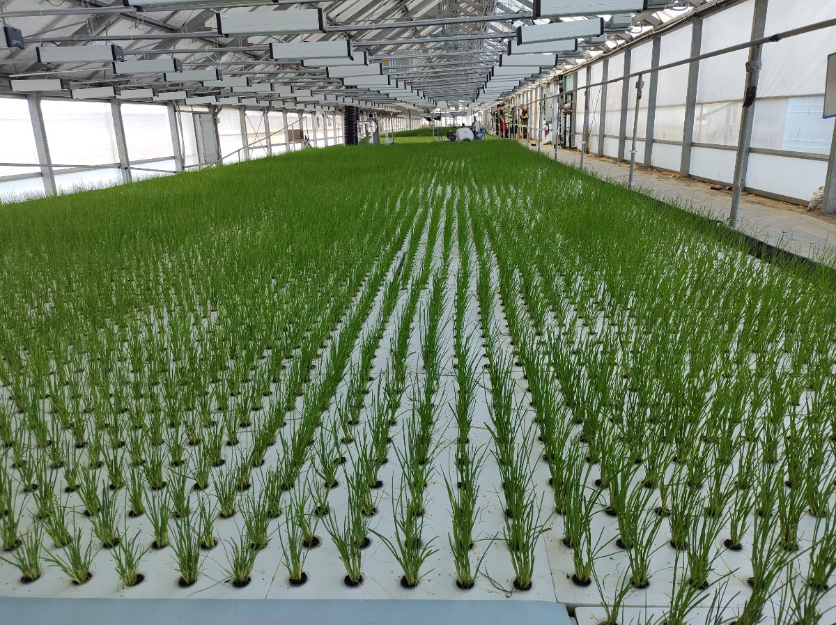 Erba cipollina in coltivazione