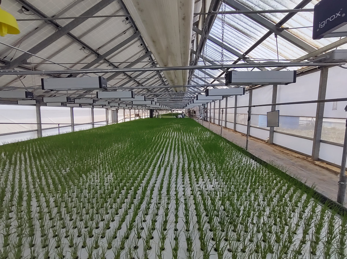 Erbe aromatiche in produzione