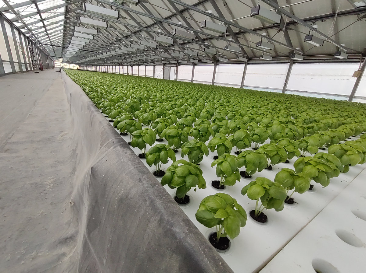 Serra con produzione vegetale