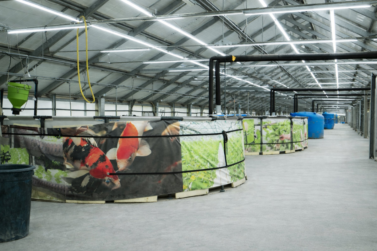 Vasche acquacoltura AgriRed con pesci Koi