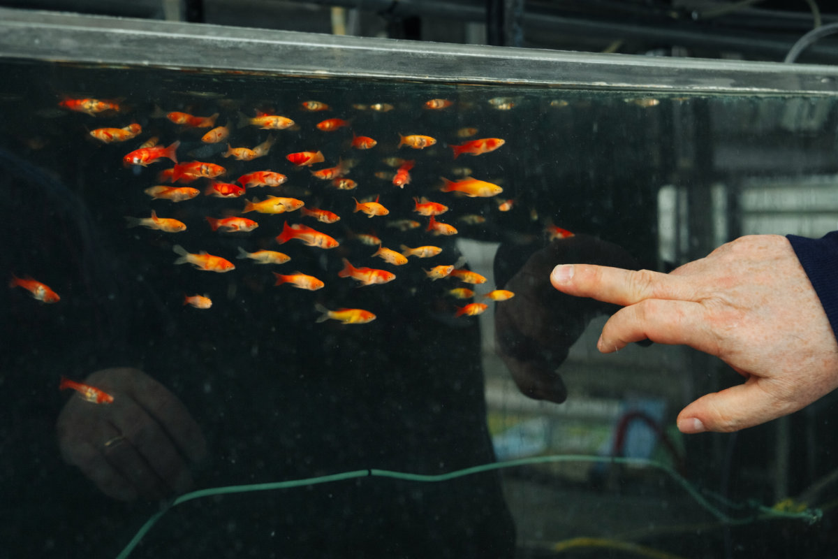 Pesci ornamentali AgriRed - Carassi